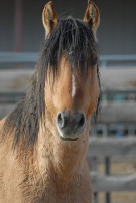 KIGER MUSTANG